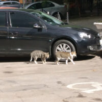 Mit dem Rollstuhl zum Strand